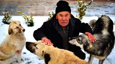 Sahipsiz köpeklere şefkatle bakıyor