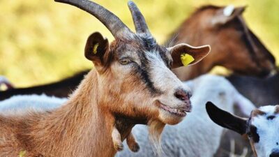 Şaka değil gerçek! Maske takmayan keçi gözaltında…