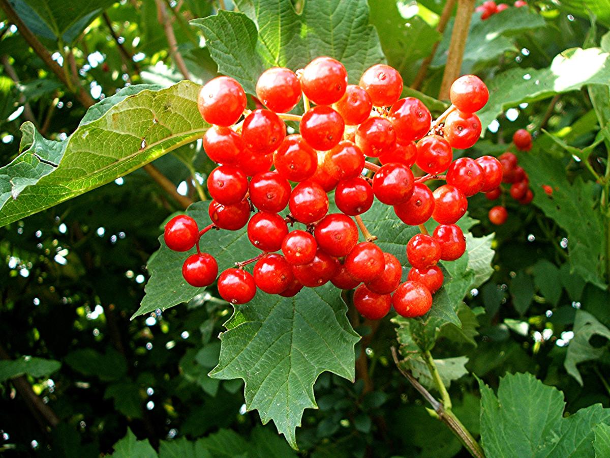 Калина обыкновенная, красная (Viburnum opulus)