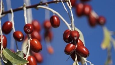 Türkiye’de yetişiyor… Karaciğerdeki yağlanmayı azaltıyor!