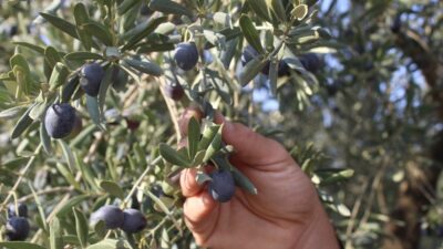 Dünyanın en kaliteli sofralık zeytinlerinin hasadı başladı