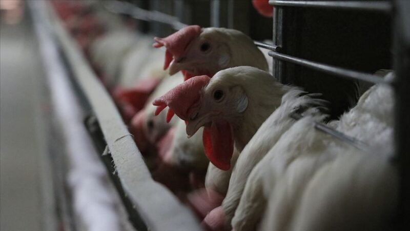 Çin'e kanatlı eti ve ürünleri ihracatı başladı Olay Gazetesi Bursa
