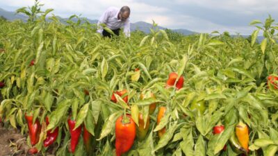 Bursa’da üretimi riske giren sebze! Böyle devam ederse yüzde 80…