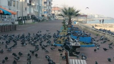 Bursa’da denizin ve güneşin tadını kuşlar çıkardı