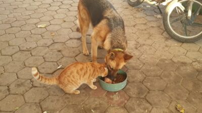 Yer: Bursa… Kedi ile köpeğin şaşırtan dostluğu