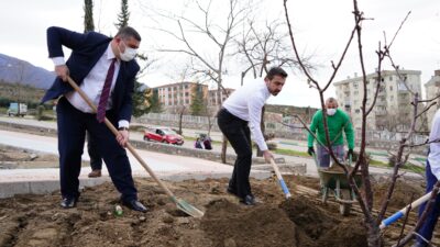 Naim Süleymanoğlu Parkı’nın ilk meyve ağaçları Başkan Tanır’dan