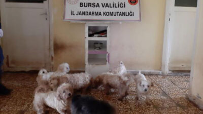 Bursa’da çiftliğe baskın! 23 köpek ele geçirildi