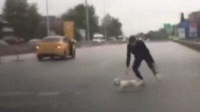 Yavru köpek trafiği birbirine kattı