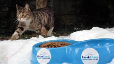 Limak, sokak hayvanlarını unutmadı