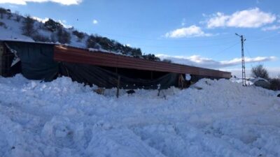 Gaziantep’te ahır çöktü, 10 hayvan telef oldu