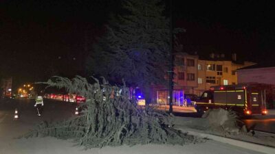 Bursa’da lodos nedeniyle ağaç devrildi, yol kapandı