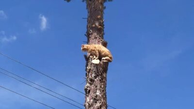 Bursa’da kedi operasyonu