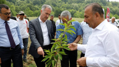 Bursa’da kestane yeniden eski günlerine dönecek