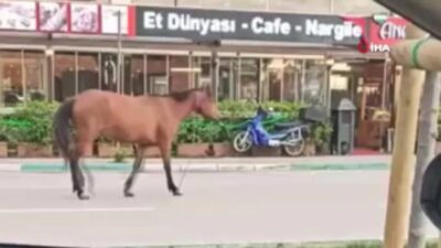 Bursa’da başıboş atlar tehlike saçtı