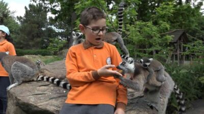 Öğrenciler lemurları elleriyle besledi