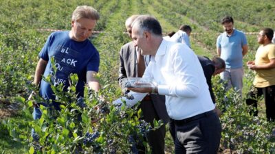 İnegöl’de yaban mersini hasadı başladı