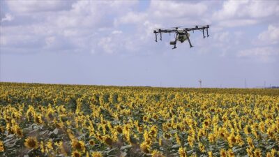 İstanbul’da ‘tırtıla’ karşı drone ile ilaçlamada sona gelindi