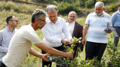 İnegöl’de süper meyve aronyanın hasadı başladı