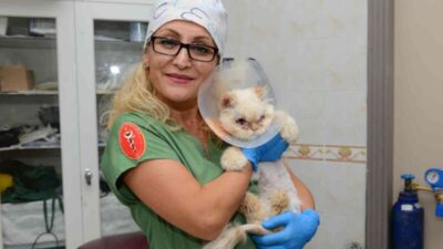 Sokağa terk edilen kedi, estetik operasyonuyla gözlerine kavuştu