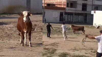 Kaçan kurbanlık boğa ortalığı birbirine kattı