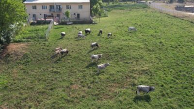 Bursa’daki bu hayvanlar koruma altına alındı!