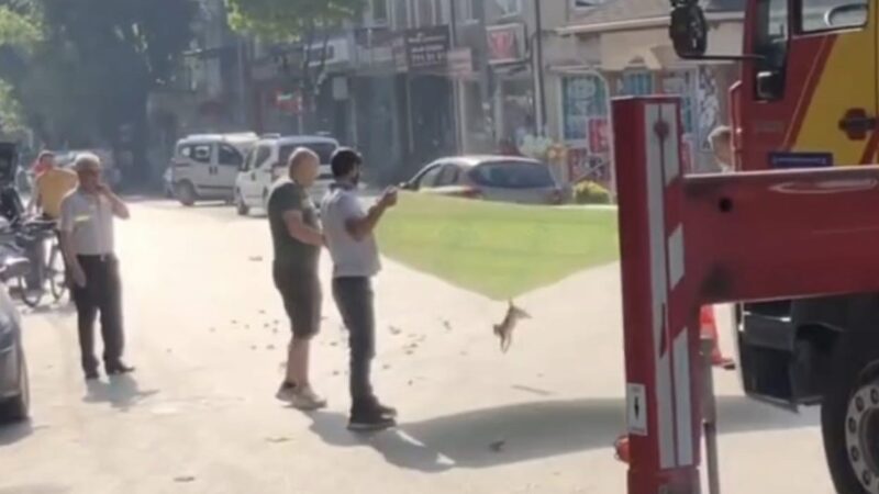 Bursa'da Kedi Operasyonu! - Olay Gazetesi Bursa Gazetesi Bursa