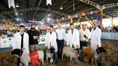 Türkiye’nin en kapsamlı küçükbaş hayvancılık festivali için geri sayım başladı