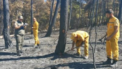 Bursa’da yanan 25 hektarlık ormanın bilançosu çıkarılıyor