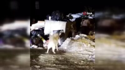 Uludağ’ın meşhur ayıları köpeğe saldırdı