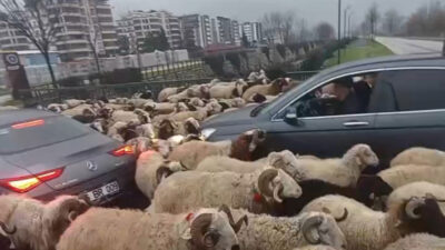 Bursa’da koyun sürüsü çevre yoluna çıktı, trafikte uzun kuyruklar oluştu