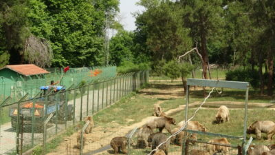 Bursa’da koruma altındaki bozayılar böyle serinliyor