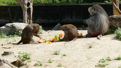 Bursa Hayvanat Bahçesi’ndeki hayvanların sıcakla imtihanı