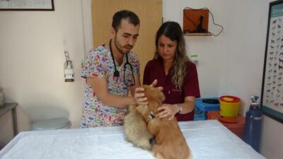 Bursa’da işkenceden kurtarılan köpeklerle ilgili yeni gelişme