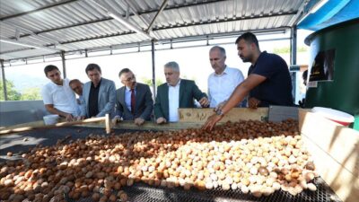 Bursa’nın bu ilçesinde 42 bin ton ceviz hedefi