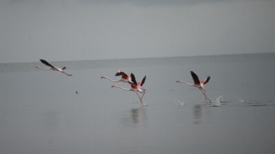 Göç yolundaki flamingolar İznik Gölü’nde konakladı