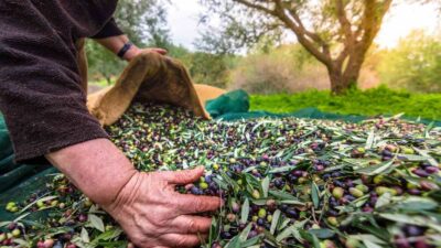 Marmarabirlik’e 2 bin 600 ton rekolte beyanı