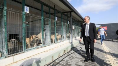 Bursa’nın o ilçesinde sokak hayvanları için yeni adımlar