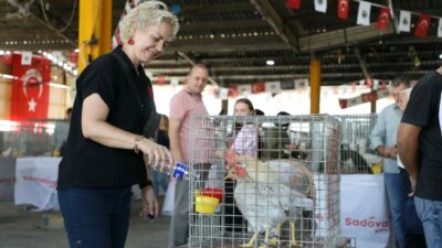 Bursa’da koç ve tavukların kıyasıya yarışı görenleri hipnoz etti