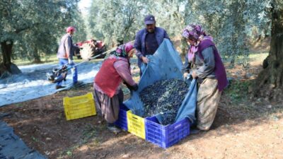 Marmarabirlik 1 kilo zeytinin maliyetini açıkladı