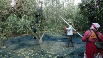 Bursa’da üreticinin gözü Marmarabirlik’te! Zeytinin fiyatı ne olacak?