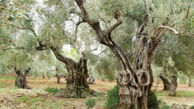 Tüm dünya bugün “Zeytin Ağacı Günü”nü kutluyor