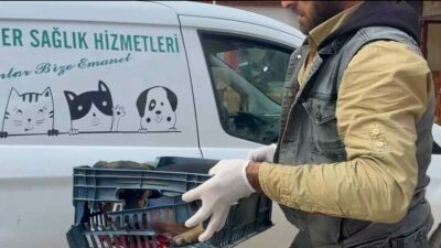 Bursa’da duyarsız sürücünün çarptığı köpeğe zabıta ekipleri sahip çıktı