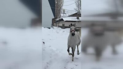 İsmiyle çağrılınca sahibine giden at sosyal medyada viral oldu