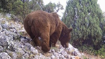 Bursa’da yaban hayvanları fotokapana yakalandı