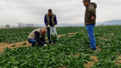 Bursa’da gıdalara pestisit denetimi