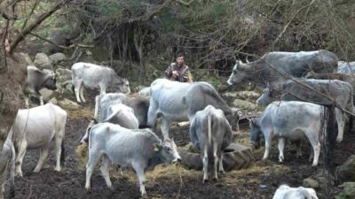 Bursa’da dağda kendi başlarına yaşıyorlardı! Tüfekle vurdular