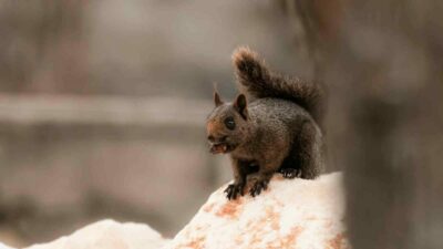 Bursalı fotoğrafçı görüntüledi! İşte melanistik sincap…