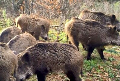 Bursa’da gülümseten görüntüler: Fotokapana böyle yakalandılar